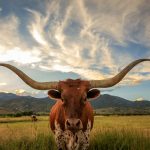 Best Small Towns in Texas