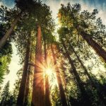 Jedediah Smith Redwoods State Park