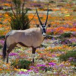 Namaqualand National Park – Namaqualand, South Africa
