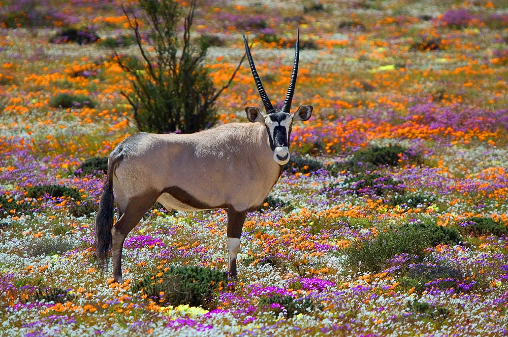 Namaqualand National Park – Namaqualand, South Africa