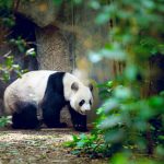 The National Zoo