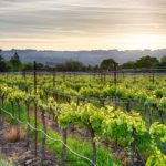 Exploring California's Sonoma Wine Country
