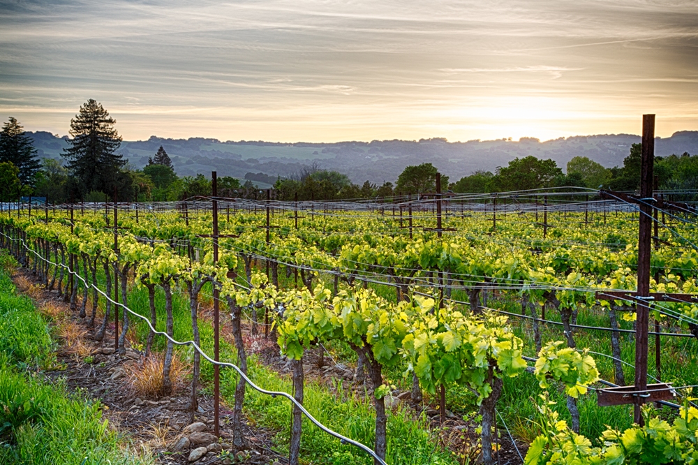 Exploring California's Sonoma Wine Country