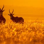 Hunting Safari to South Africa – What You Should Know