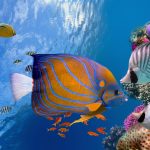 Undersea Gardens – Newport, Oregon